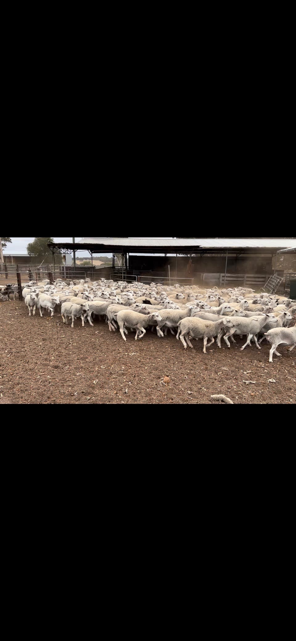 568 Kojak/Ultra White Shedder Lambs, Drenched & Vaccinated, Kojonup WA - Agora Livestock listing PZPIXM