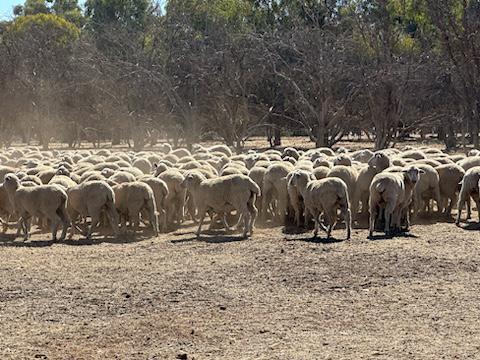 Vendor Bred Purebred Dohne Ewe Lambs, PTE, Blue Tags, located WA - Agora Livestock listing 5LEI6L