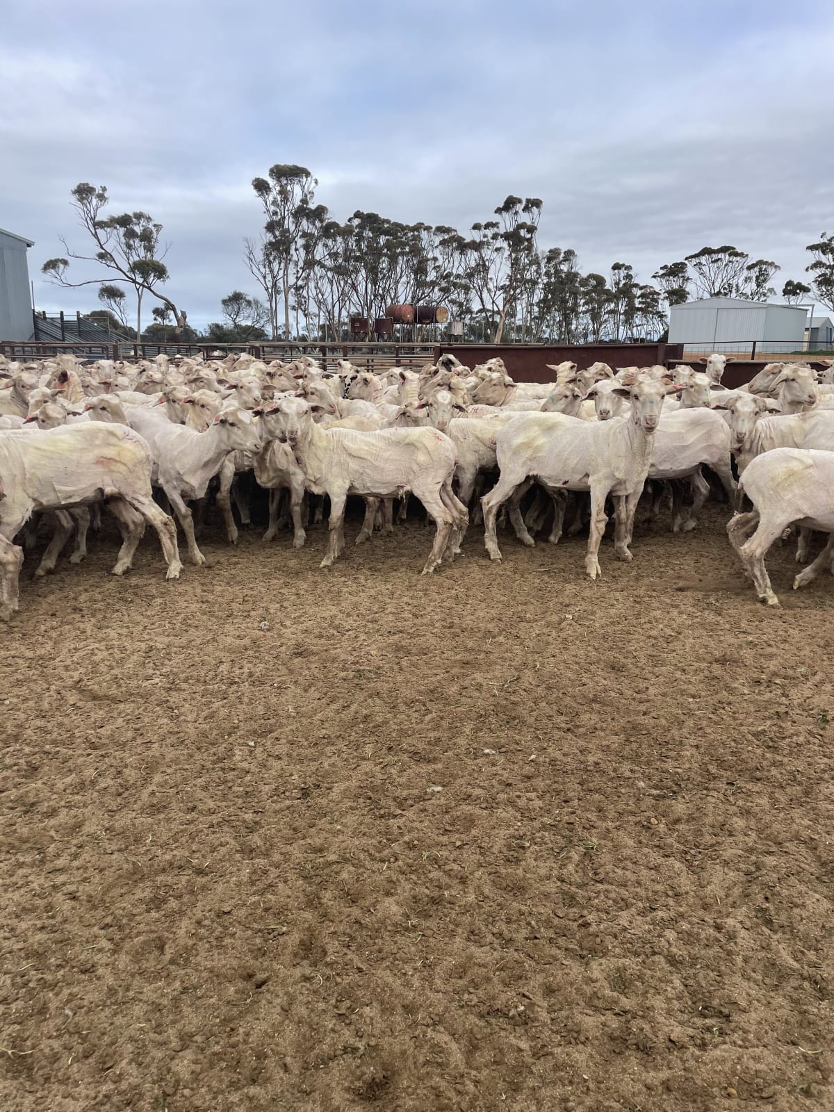 240 Just-Shorn Purebred Merino Hogget Ewes, Narembeen WA - Agora Livestock listing 01KA03