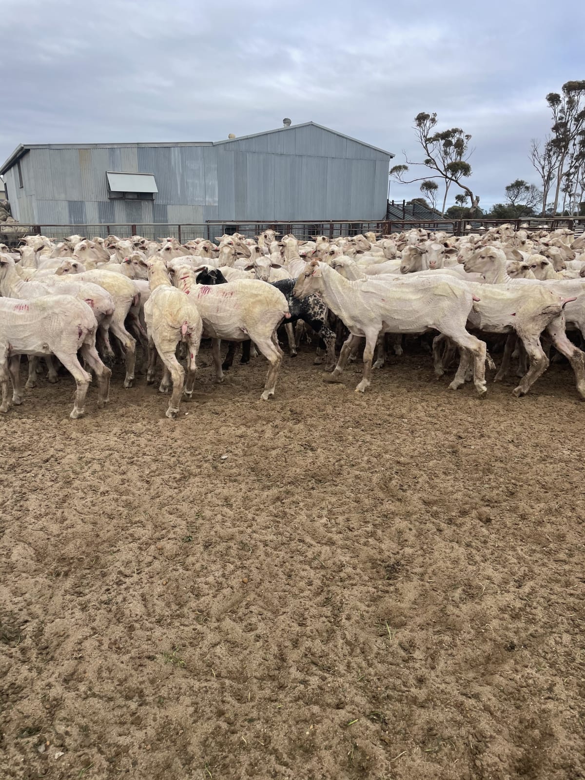 240 Just-Shorn Purebred Merino Hogget Ewes, Narembeen WA - Agora Livestock listing 01KA03