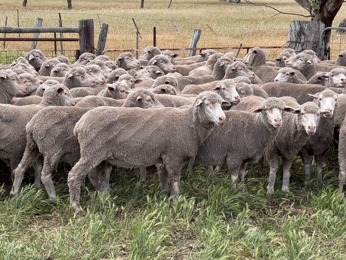 3.5yo Poll Merino Ewes, Glenville Blood, September Shorn, Keyneton SA - Agora Livestock listing QVPILM1