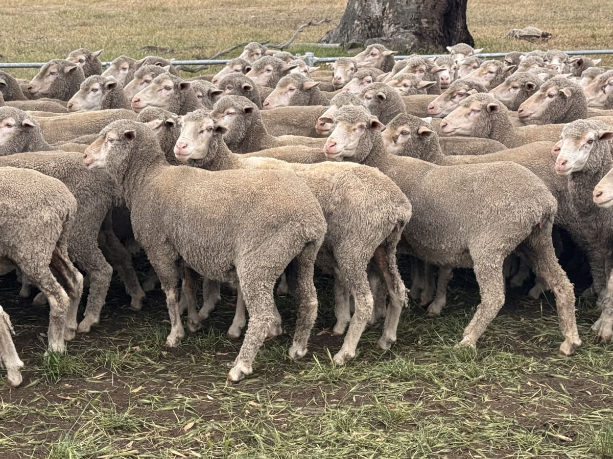 4.5yo Poll Merino Ewes, Glenville Blood, September Shorn, Keyneton SA - Agora Livestock listing 7NLID7Q