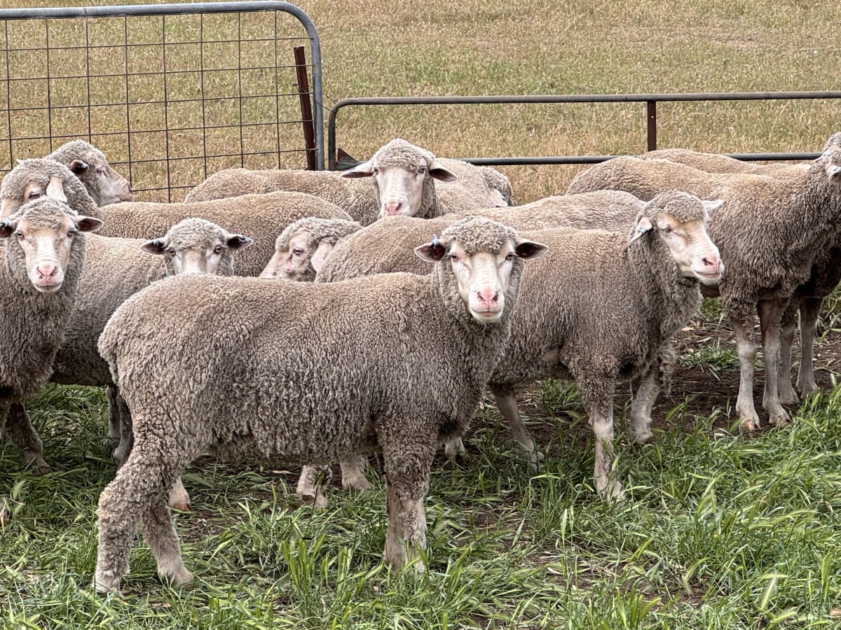 2.5yo Poll Merino Ewes, Glenville Blood, M&TS, Keyneton SA - Agora Livestock listing Y4LU5VN