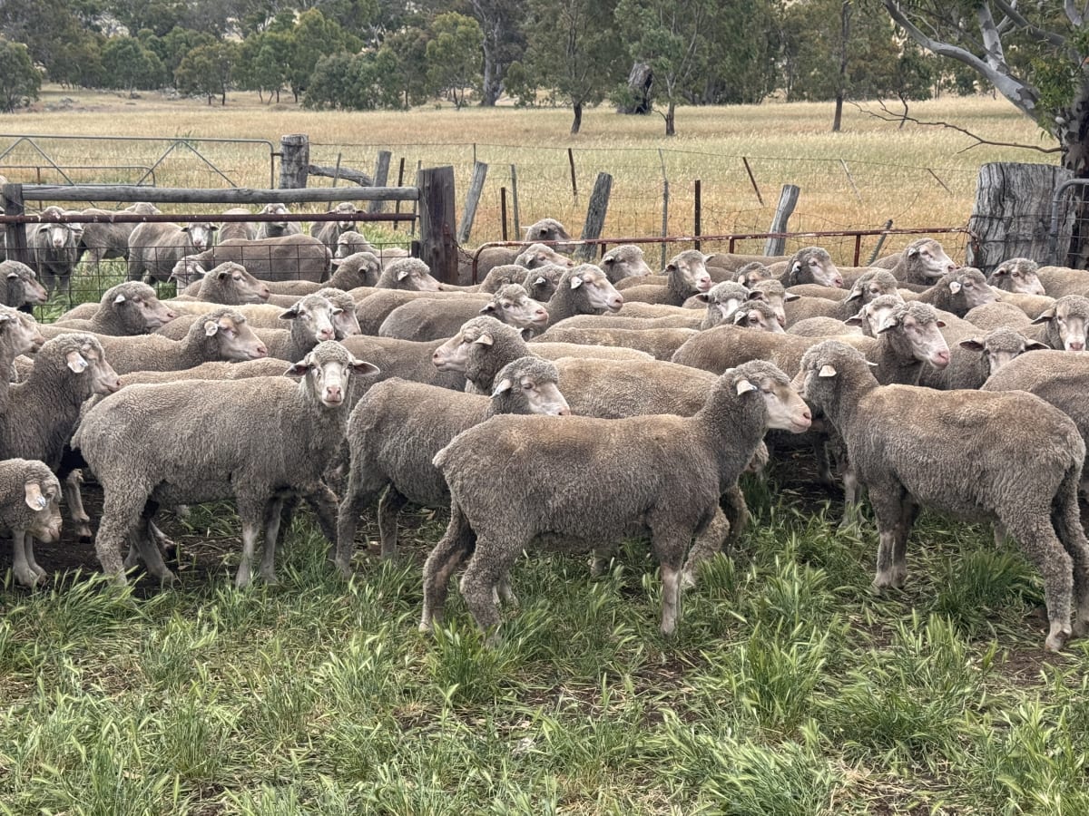 2.5yo Poll Merino Ewes, Glenville Blood, M&TS, Keyneton SA - Agora Livestock listing Y4LU5VN