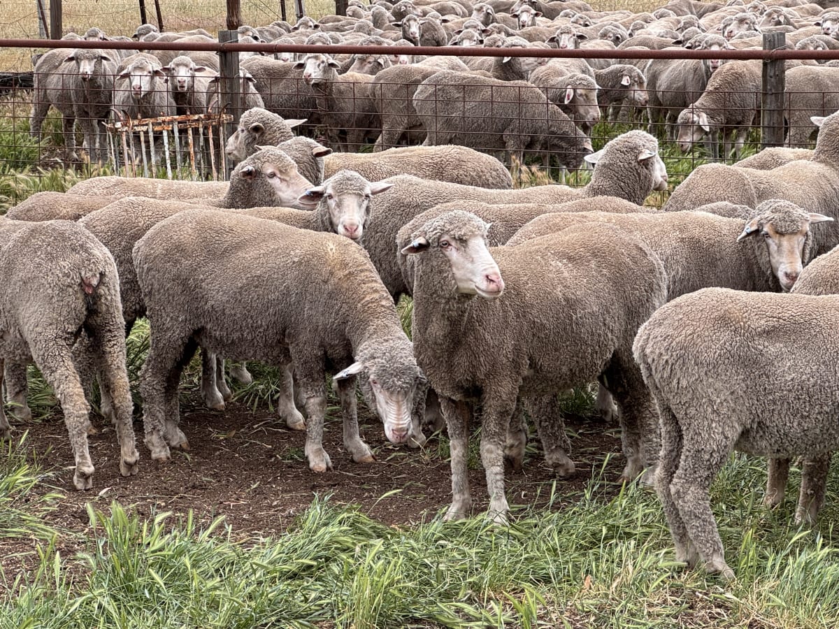 2.5yo Poll Merino Ewes, Glenville Blood, M&TS, Keyneton SA - Agora Livestock listing Y4LU5VN