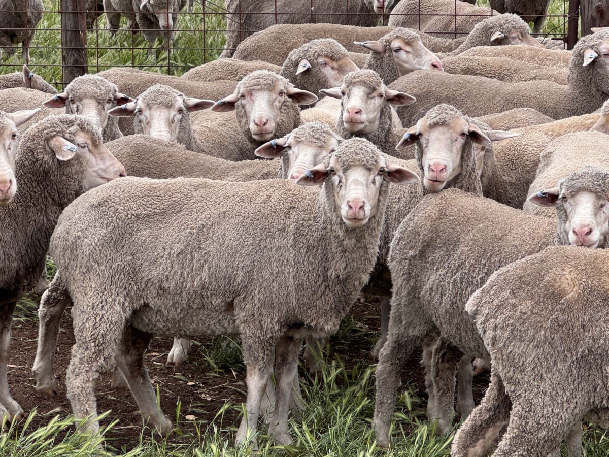2.5yo Poll Merino Ewes, Glenville Blood, M&TS, Keyneton SA - Agora Livestock listing Y4LU5VN