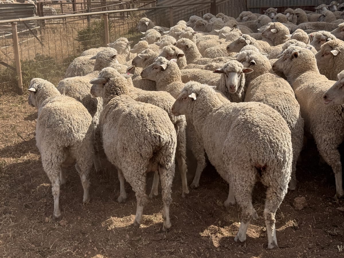 203 Poll Merino Ewes, Aug/Sept 22 Drop, Maramville Blood, Penong SA - Agora Livestock listing 7NLIDRQ