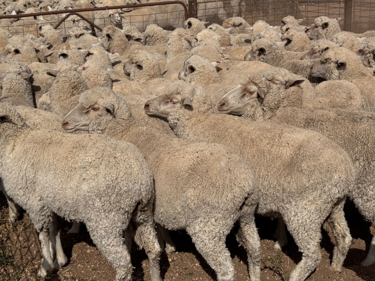 203 Poll Merino Ewes, Aug/Sept 22 Drop, Maramville Blood, Penong SA - Agora Livestock listing 7NLIDRQ
