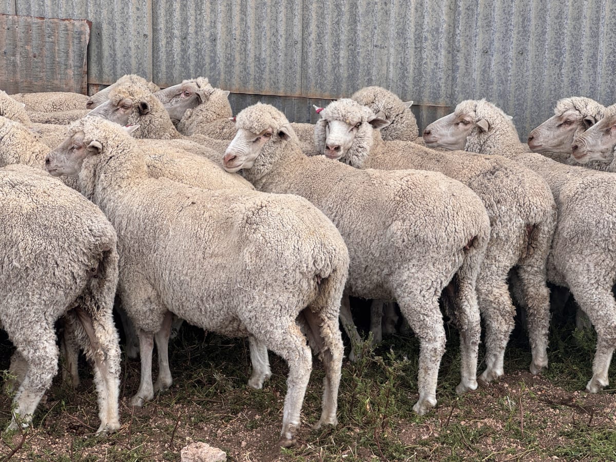 849 Poll Merino Ewes, Aug/Sept 23 Drop, Maramville Blood, Penong SA - Agora Livestock listing Y4LU5KN