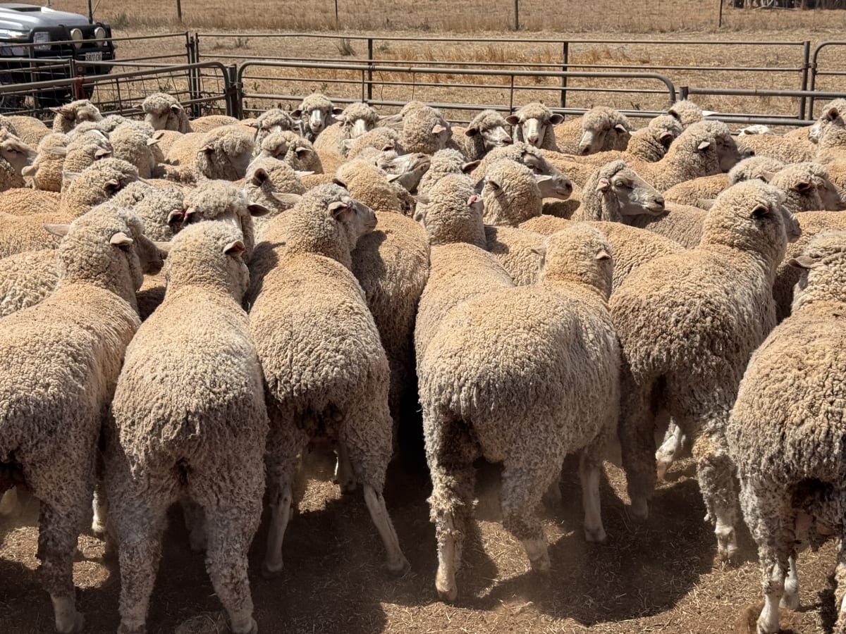 203 Poll Merino Ewes, Aug/Sept 22 Drop, Maramville Blood, Penong SA - Agora Livestock listing 7NLIDRQ