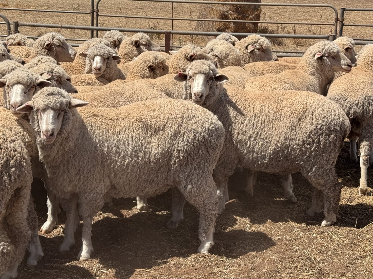 203 Poll Merino Ewes, Aug/Sept 22 Drop, Maramville Blood, Penong SA - Agora Livestock listing 7NLIDRQ