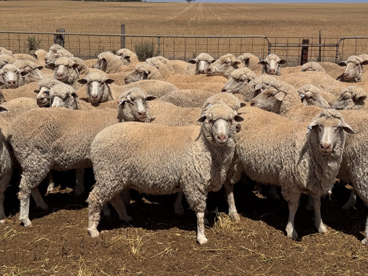 849 Poll Merino Ewes, Aug/Sept 23 Drop, Maramville Blood, Penong SA - Agora Livestock listing Y4LU5KN