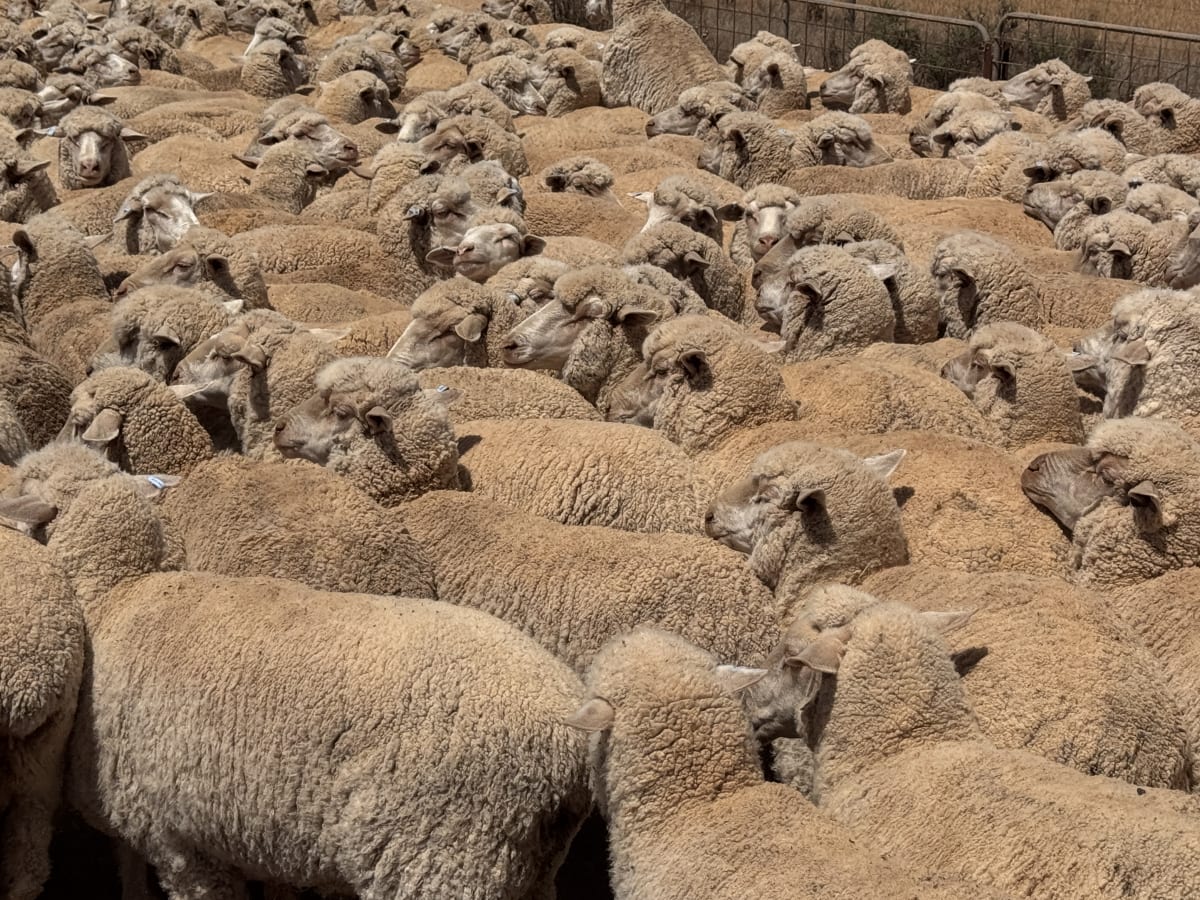 849 Poll Merino Ewes, Aug/Sept 23 Drop, Maramville Blood, Penong SA - Agora Livestock listing Y4LU5KN
