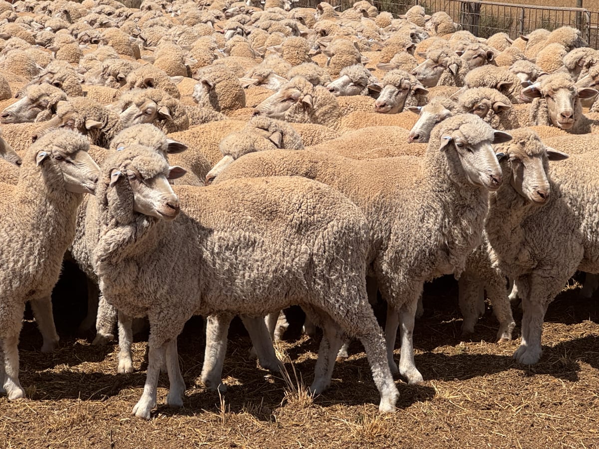 849 Poll Merino Ewes, Aug/Sept 23 Drop, Maramville Blood, Penong SA - Agora Livestock listing Y4LU5KN