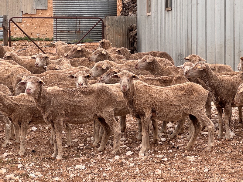 135 Poll Merino NSM Ewes, Classed in Breeders, Punthari SA - Agora Livestock listing R2PC7N7