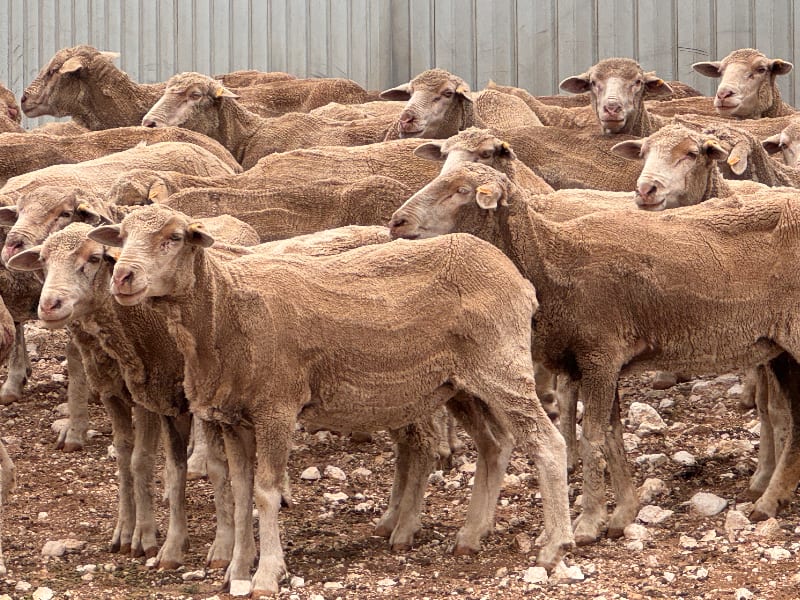 135 Poll Merino NSM Ewes, Classed in Breeders, Punthari SA - Agora Livestock listing R2PC7N7