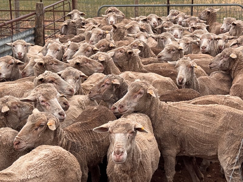 135 Poll Merino NSM Ewes, Classed in Breeders, Punthari SA - Agora Livestock listing R2PC7N7