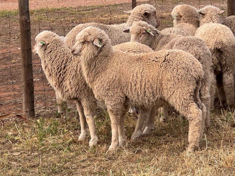 441 Poll Merino Wether Suckers, White Tags, Tanunda SA - Agora Livestock listing 6XZIRMY