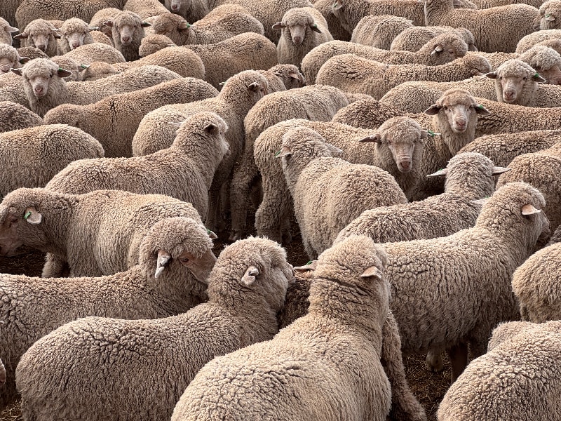 441 Poll Merino Wether Suckers, White Tags, Tanunda SA - Agora Livestock listing 6XZIRMY
