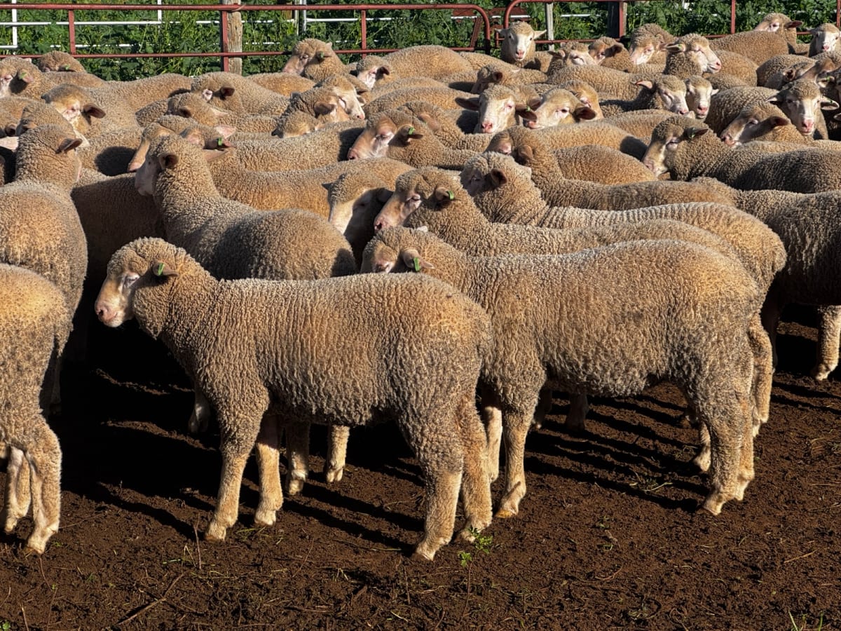 400 Mixed Sex Suckers, Mindarie SA - Agora Livestock listing 7NLIDQR