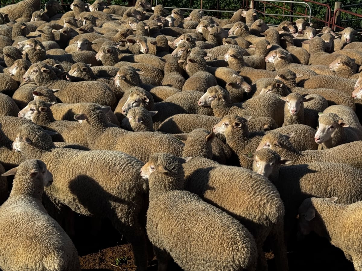 400 Mixed Sex Suckers, Mindarie SA - Agora Livestock listing 7NLIDQR