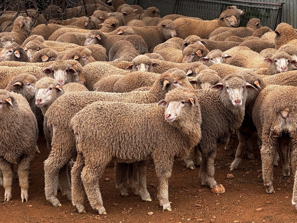 250 Poll Merino Wether Sucker Lambs, Buyara/White Hill Blood, Point Pass SA - Agora Livestock listing VDPIEYR