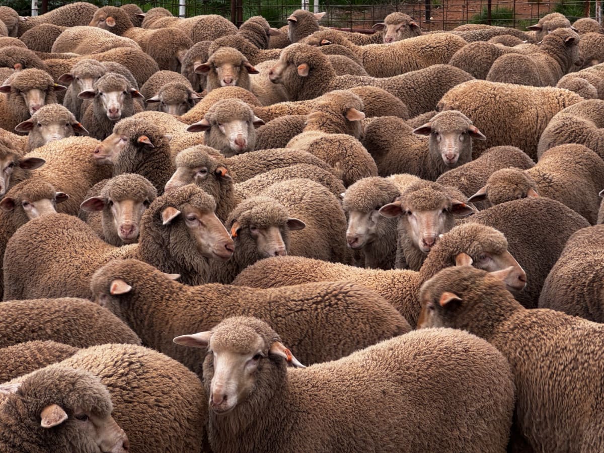 250 Poll Merino Wether Sucker Lambs, Buyara/White Hill Blood, Point Pass SA - Agora Livestock listing VDPIEYR