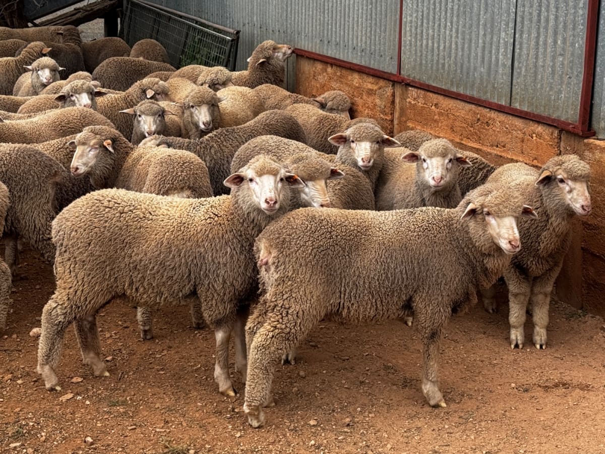 250 Poll Merino Wether Sucker Lambs, Buyara/White Hill Blood, Point Pass SA - Agora Livestock listing VDPIEYR
