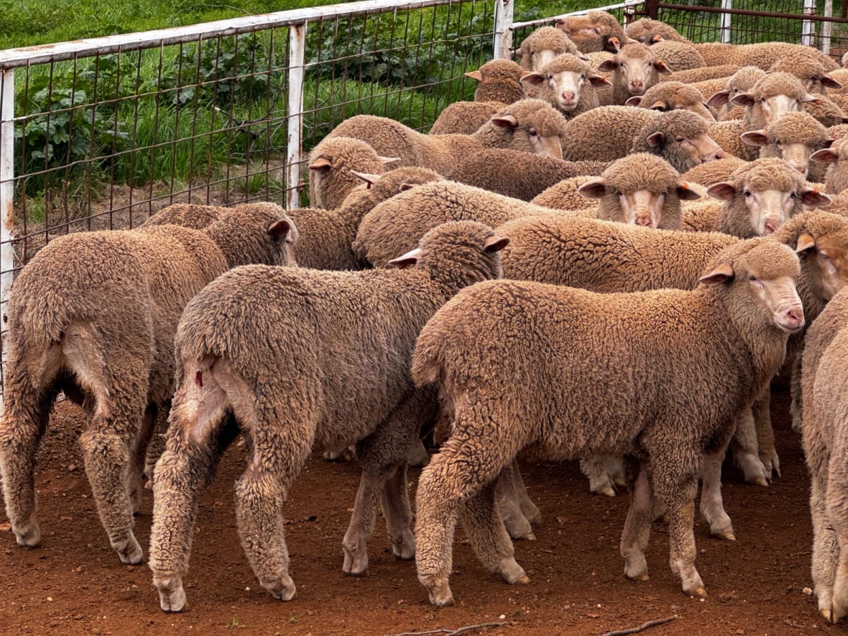 250 Poll Merino Wether Sucker Lambs, Buyara/White Hill Blood, Point Pass SA - Agora Livestock listing VDPIEYR