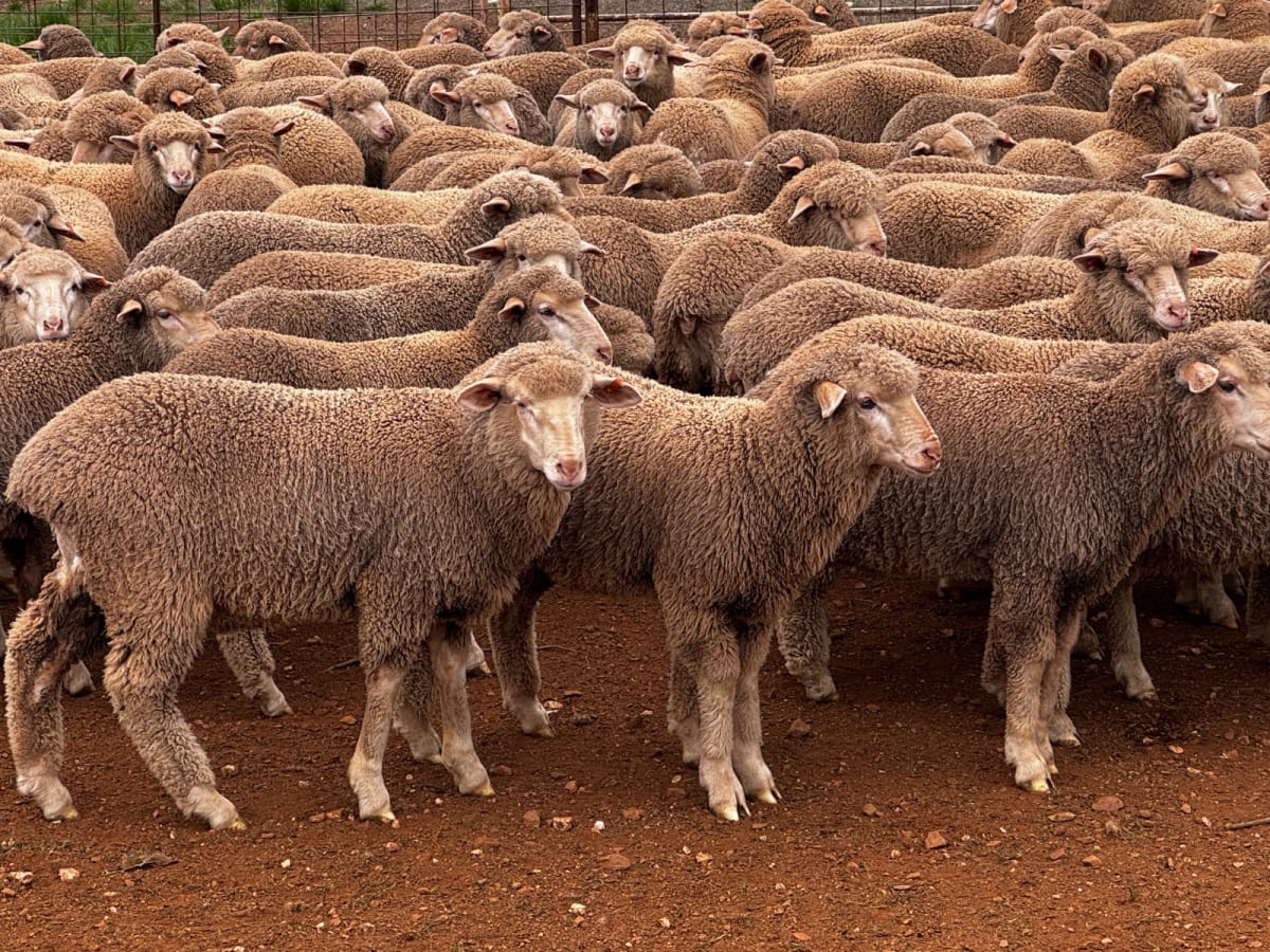 250 Poll Merino Wether Sucker Lambs, Buyara/White Hill Blood, Point Pass SA - Agora Livestock listing VDPIEYR