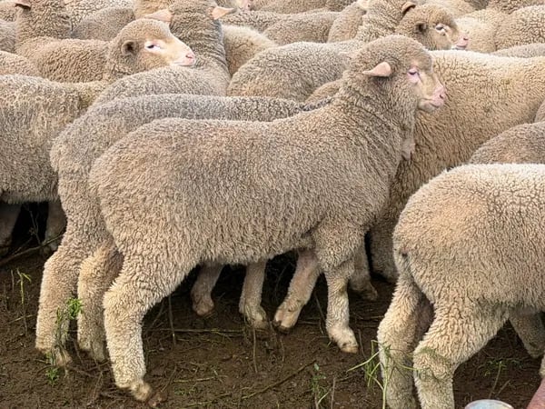 168 Merino Wether Suckers, Neales Flat SA - Agora Livestock listing 7NLIDOR