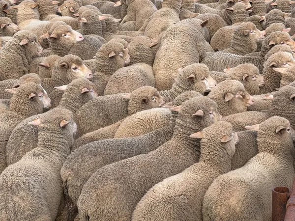 168 Merino Wether Suckers, Neales Flat SA - Agora Livestock listing 7NLIDOR