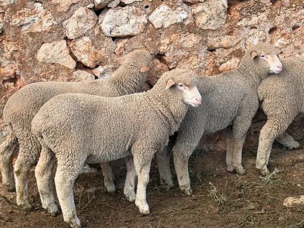 168 Merino Wether Suckers, Neales Flat SA - Agora Livestock listing 7NLIDOR
