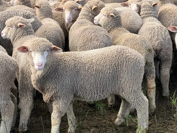 168 Merino Wether Suckers, Neales Flat SA - Agora Livestock listing 7NLIDOR