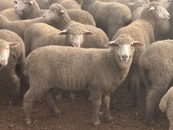 122 store lambs for auction, Mannum SA - Agora Livestock listing K2PCL2L