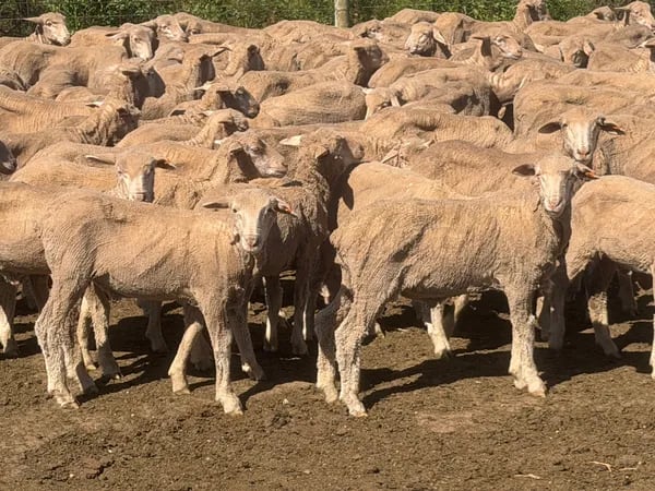 131 Merino Wether Lambs, Ceduna SA - Agora Livestock listing Z0GBWGL