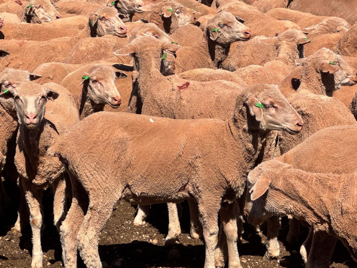 488 Poll Merino Ewe Lambs, Rices Creek Blood, Neales Flat SA - Agora Livestock listing 01KA0G5