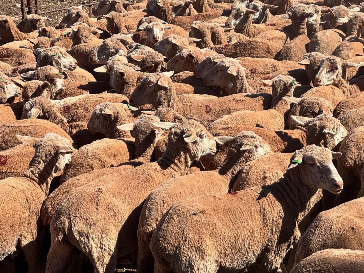 488 Poll Merino Ewe Lambs, Rices Creek Blood, Neales Flat SA - Agora Livestock listing 01KA0G5