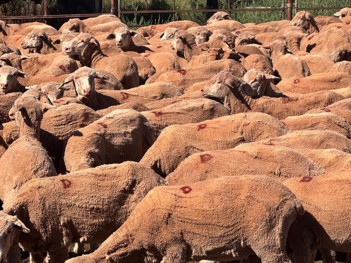 488 Poll Merino Ewe Lambs, Rices Creek Blood, Neales Flat SA - Agora Livestock listing 01KA0G5