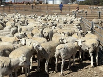 250 Purebred Kojack Ewe Lambs, Ready for the Ram, Kojonup WA - Agora Livestock listing NDPI2E1