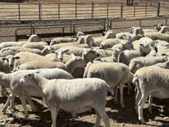 250 Purebred Kojack Ewe Lambs, Ready for the Ram, Kojonup WA - Agora Livestock listing NDPI2E1