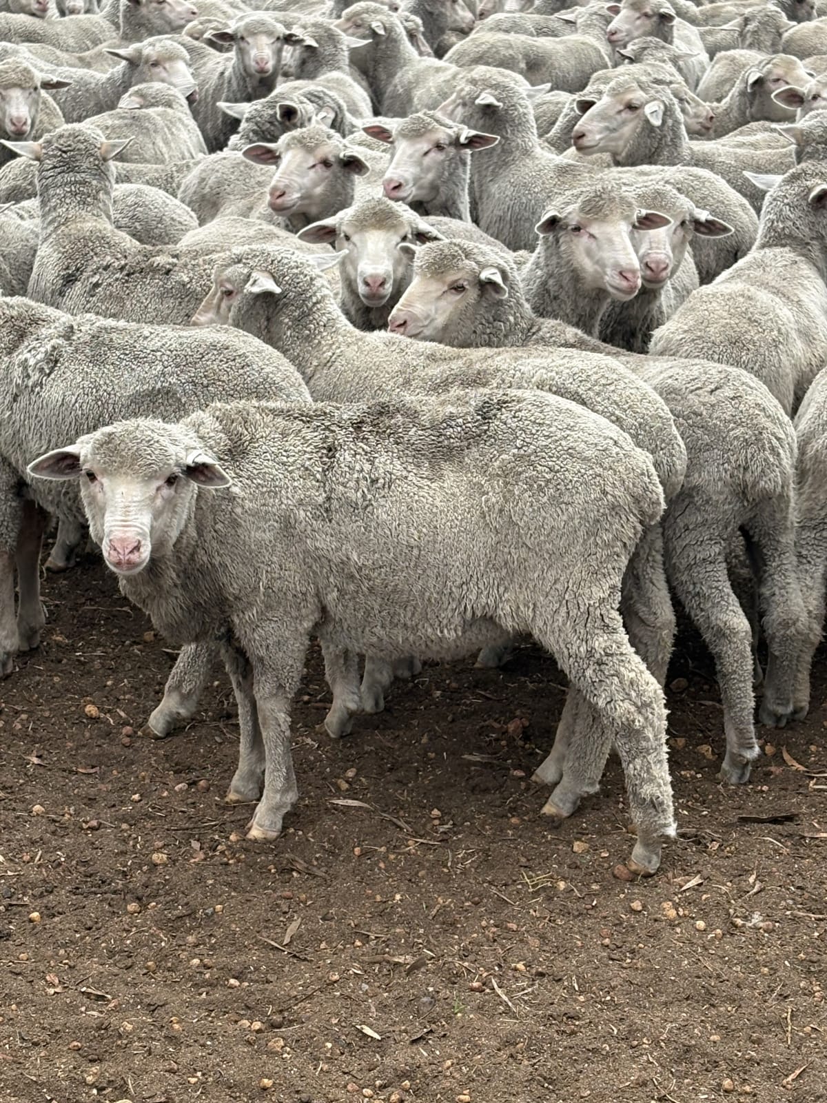 612 Purebred Merino Tech Wether Lambs, Store, Kojonup WA - Agora Livestock listing 7NLIDYN