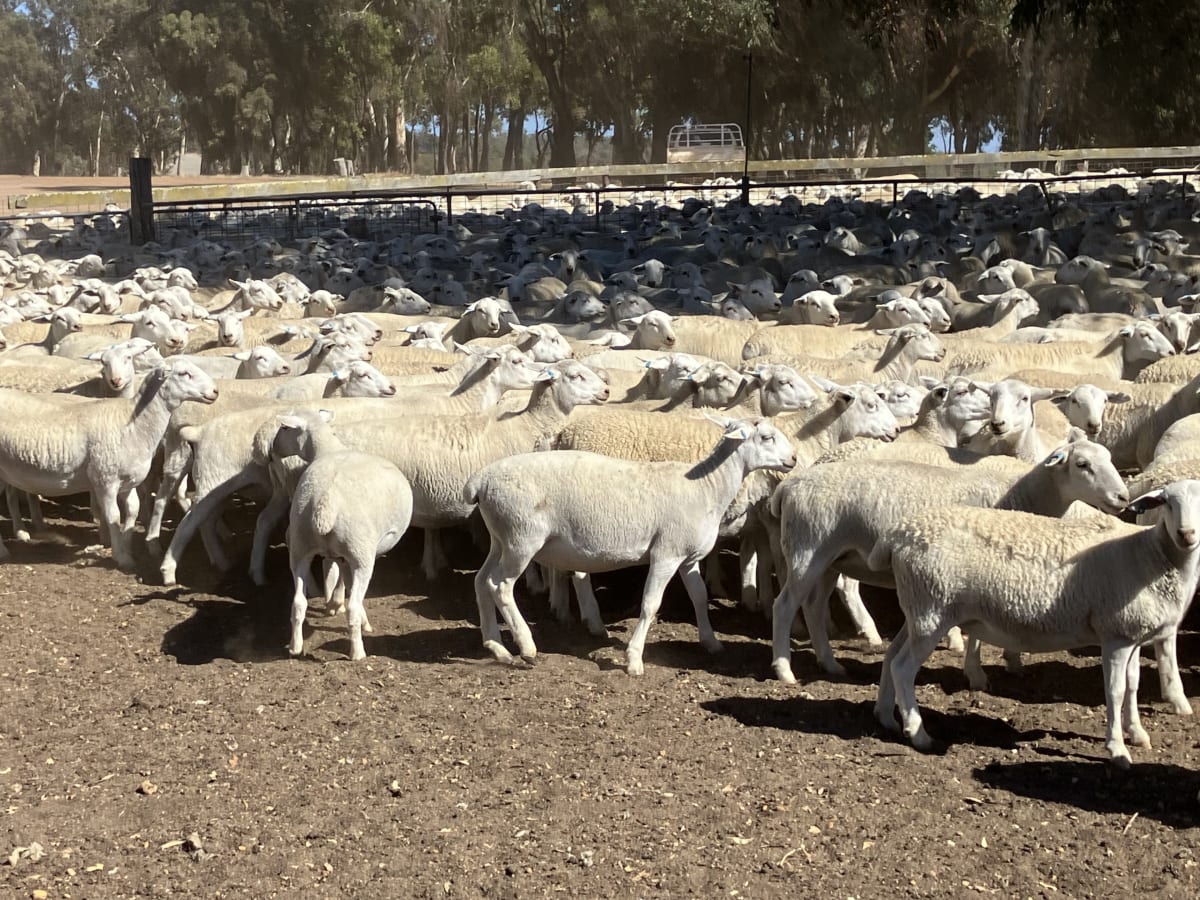 3000 Kojak Ultra White Ewe Lambs ( Nov delivery + terms ), Kojonup WA - Agora Livestock listing QVPILDN