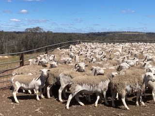 2000 Kojak Ewes, NSM/Unjoined ( 5.5 yo Oct Delivery+ terms ), Kojonup WA - Agora Livestock listing ER6I51X