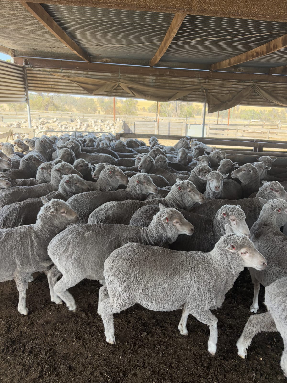 322 Purebred Merino Ewes, 17-18 Micron, Woodyarrup Blood, Kojonup WA - Agora Livestock listing R2PC224