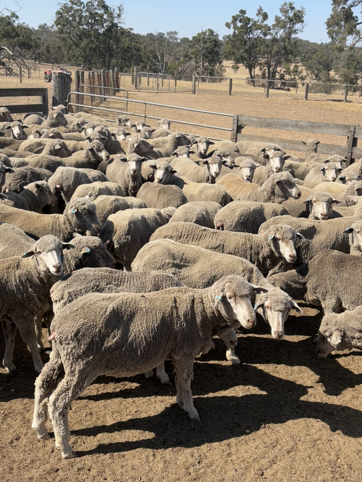322 Purebred Merino Ewes, 17-18 Micron, Woodyarrup Blood, Kojonup WA - Agora Livestock listing R2PC224