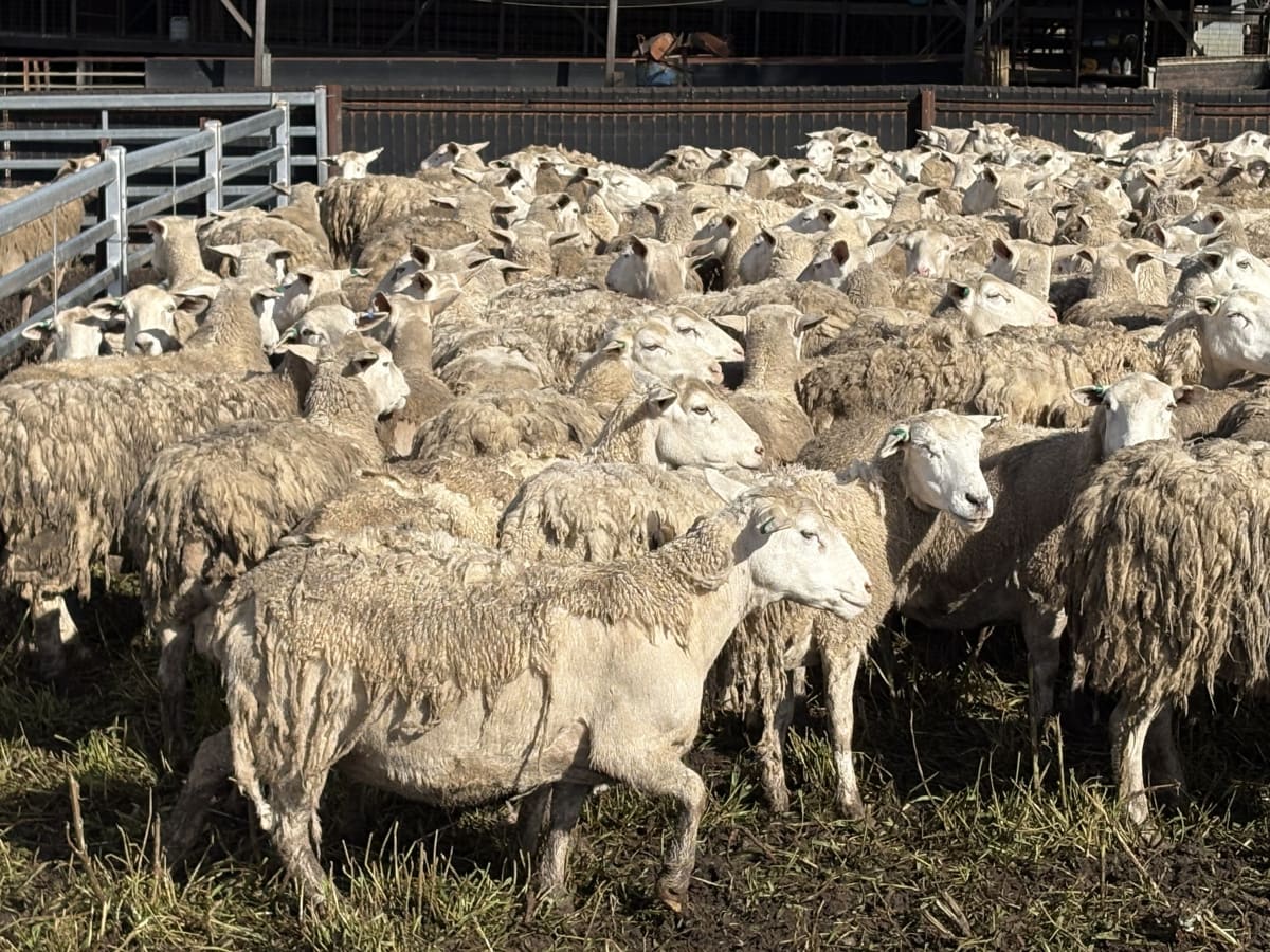 6YO Ultra White / Kojak Ewes, Owner Bred Line, Kojonup WA - Agora Livestock listing NDPIG3E