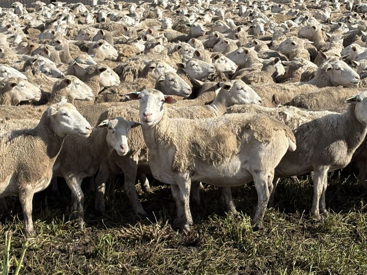6YO Ultra White / Kojak Ewes, Owner Bred Line, Kojonup WA - Agora Livestock listing NDPIG3E