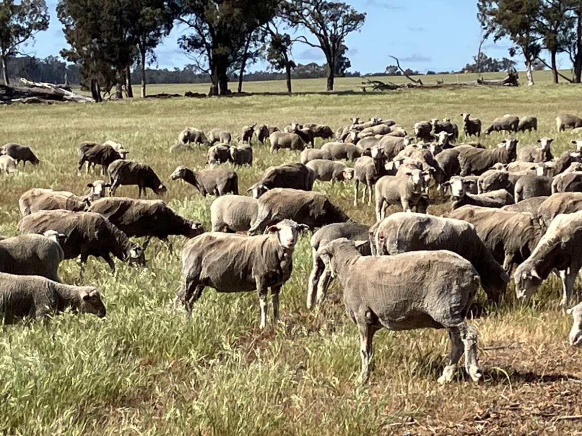 Classed-In Merino Ewes, 18Mic, 40% Multiples, Kojonup WA - Agora Livestock listing OKVI7O