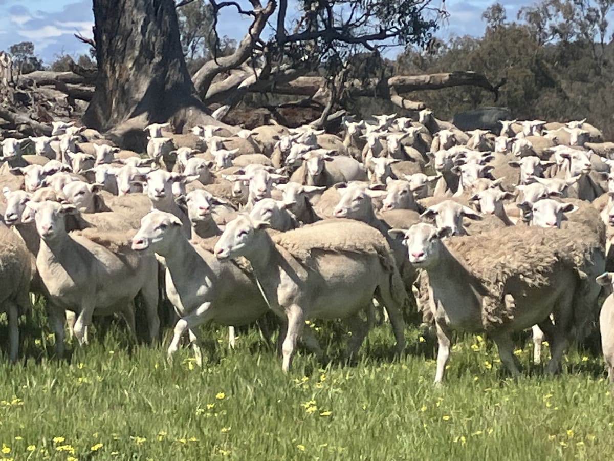 Highly Fertile Kojak / Ultra White Ewes, Ready to Join, Kojonup WA - Agora Livestock listing 2YXI3O